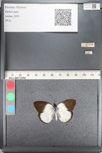 Media type: image;   Entomology 131673